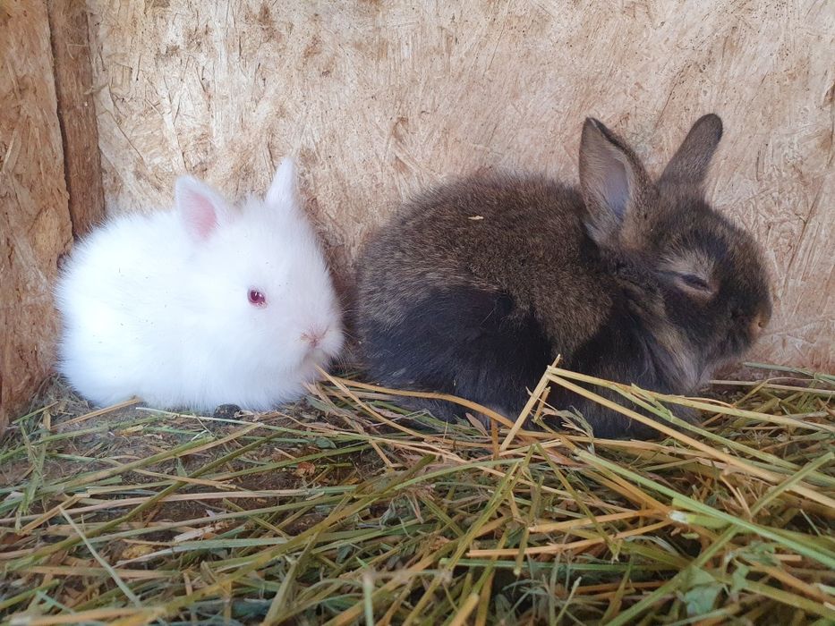 Iepurași pitici Cap de Leu pentru Paște – cadoul perfect