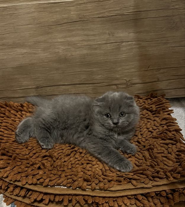 Продается котенок