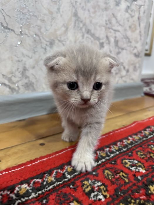 Продается котята