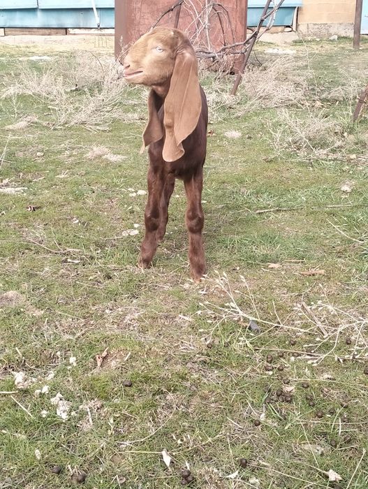 Продается козлёнок 50%камори, 50% битал !