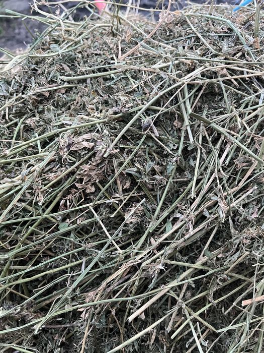 Vând baloti de lucernă