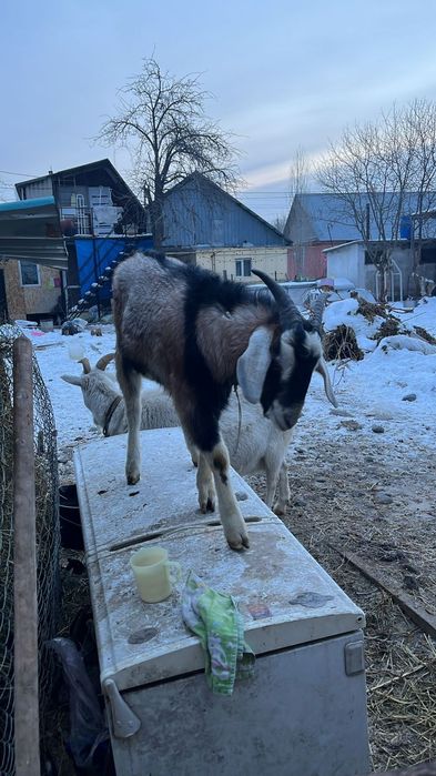 Козёл альпо/англо-нубиец теке