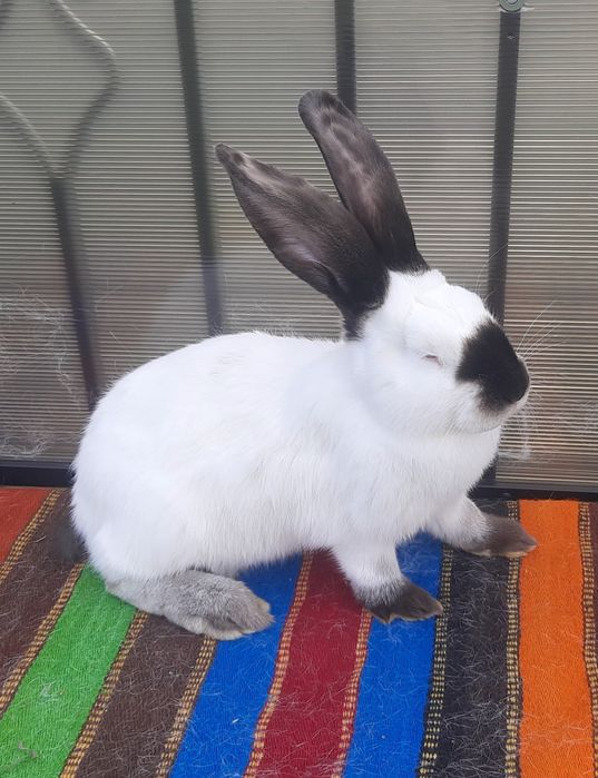 Femele Uriaș de Transilvania