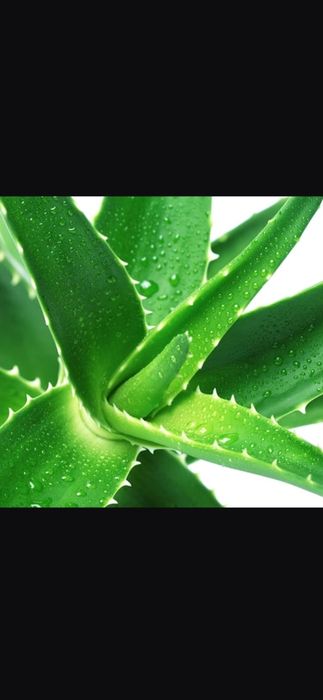 Отростки Алоэ Вера