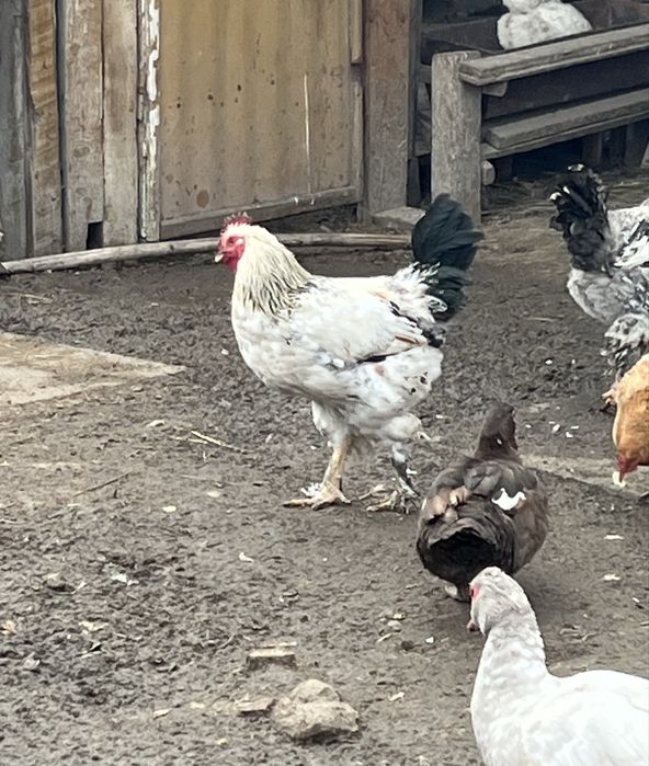 Молодые петушки 2025 года