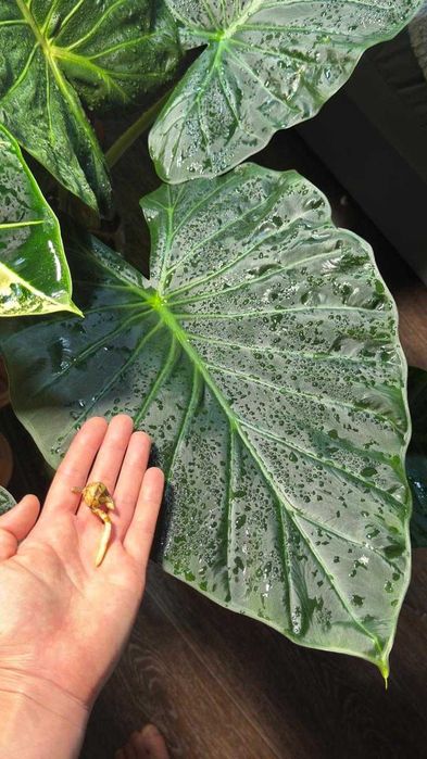 Клубень алоказии регал шилдс, одора