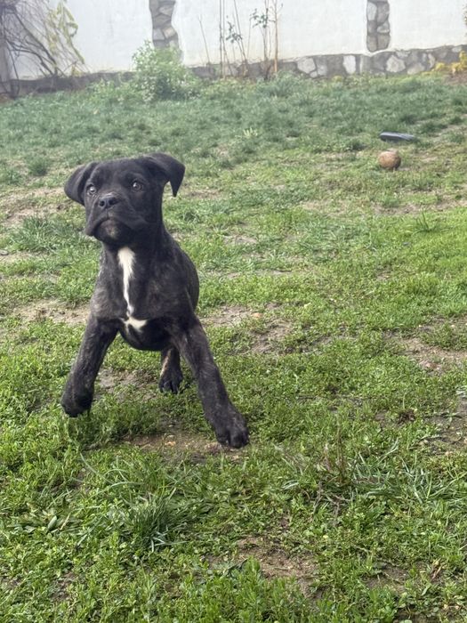 Сиви тигрови канекорсо кутрета