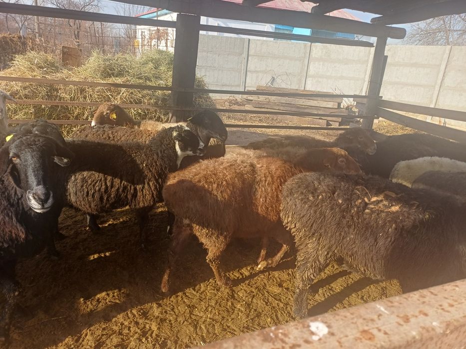 Семіз қысыр саулықтар сатылады.