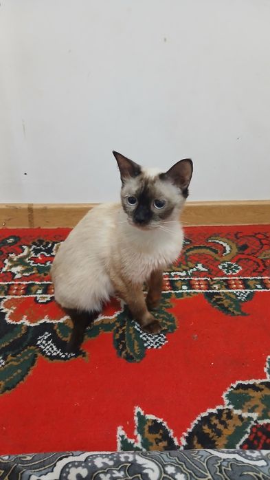 Siamskiy mushugimiz Yaxshi qollarga beramiz