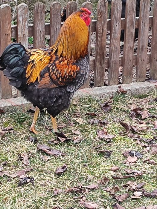 Vând cocos Wiandotte pe negru