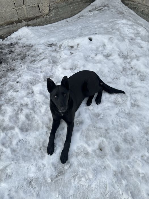 продам щенка породы малинуа