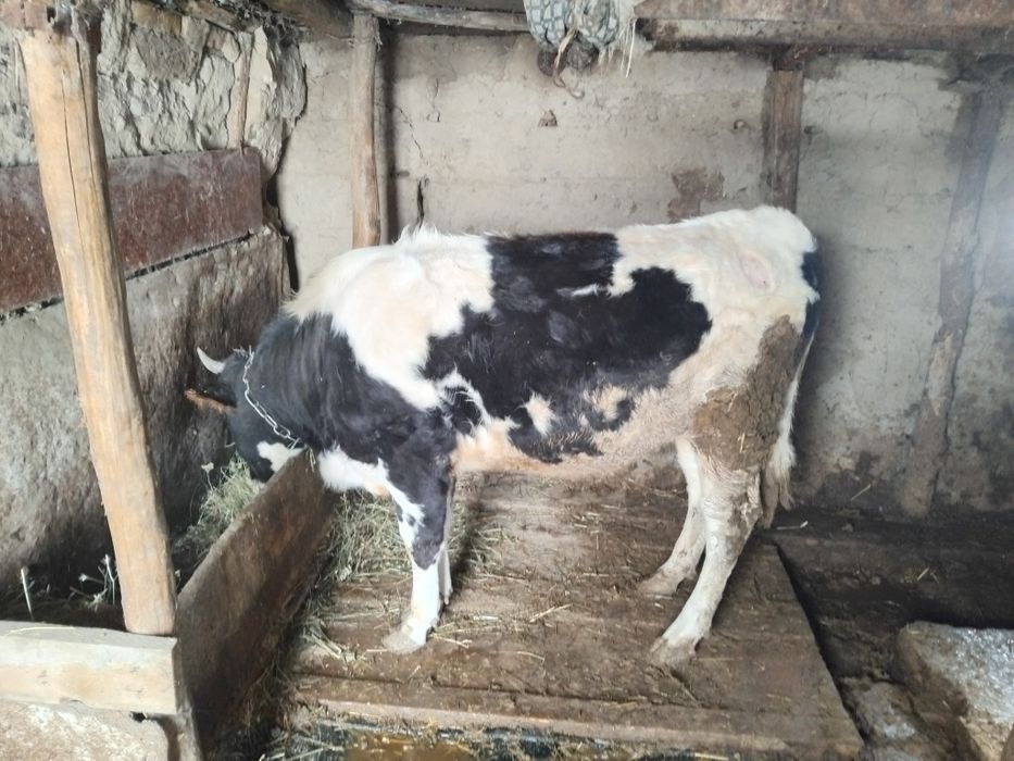 Продам телку на согым