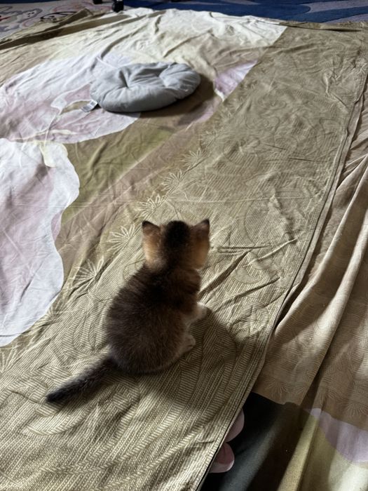 Котенок шиншила