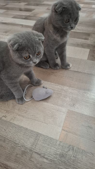 Предлагам прекрасни Scottish Fold (Шотландска клепоуха) котенца