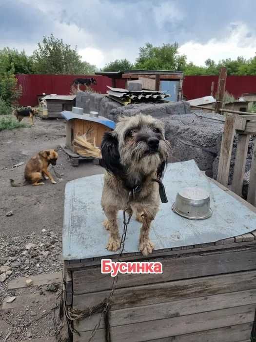 Дарю в добрые и ответственные руки