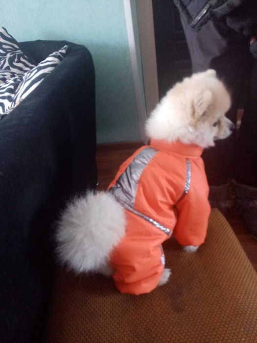 Одежда для собак