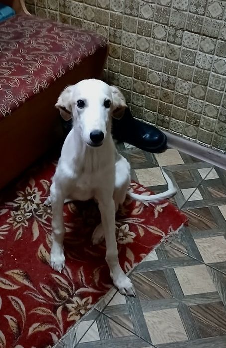 отдам щенка в добрые руки !!!