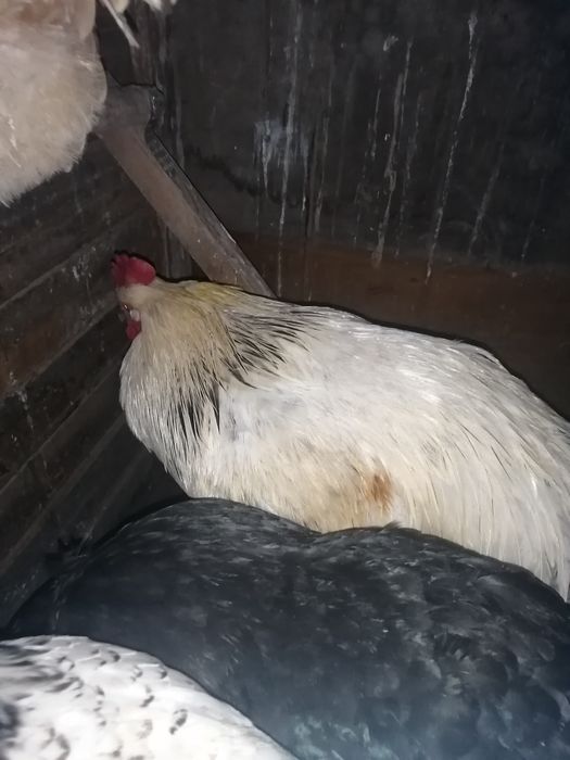 Питух на мясо хороший