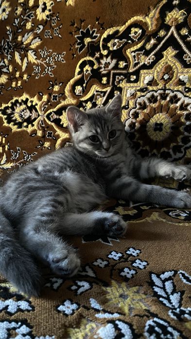 Котенок девочка 4 месяца