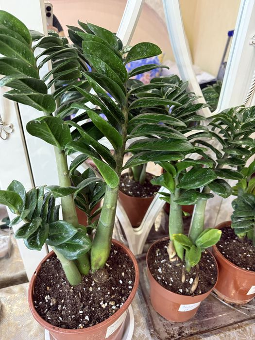 Замиокулькас ( Долларовое дерево)