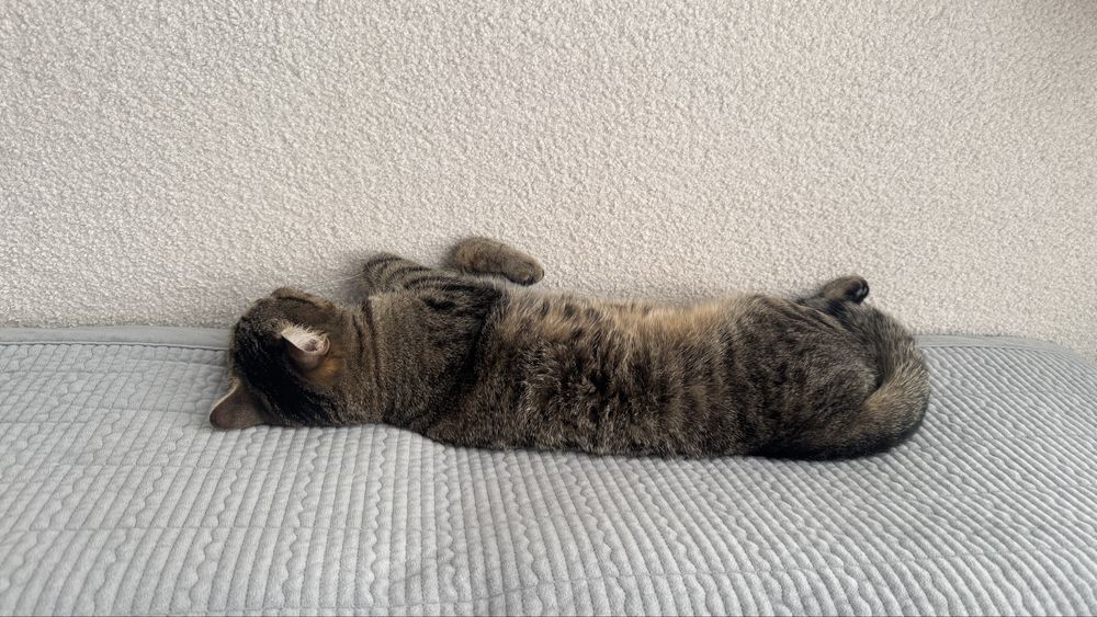 Отдам кота бесплатно