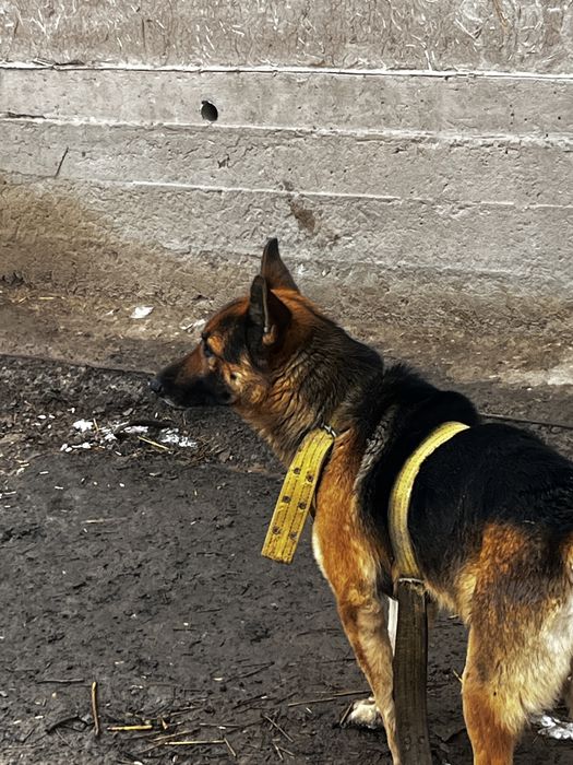 Немецкая овчарка