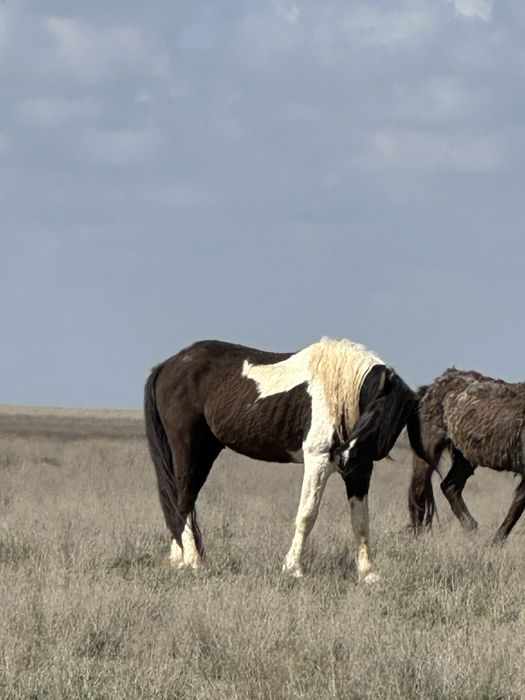 Айғыр қара ала сатылады