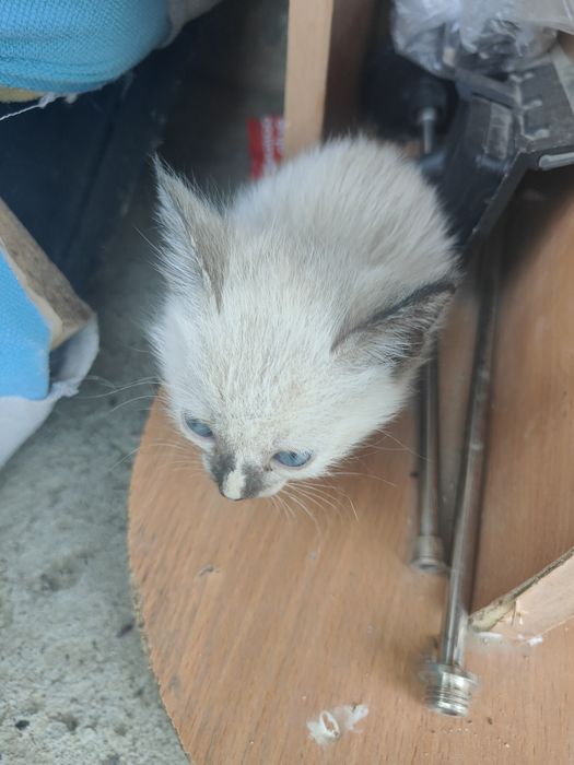 Отдам даром маленкие кошек