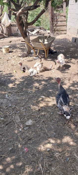 Индюк  курке таук