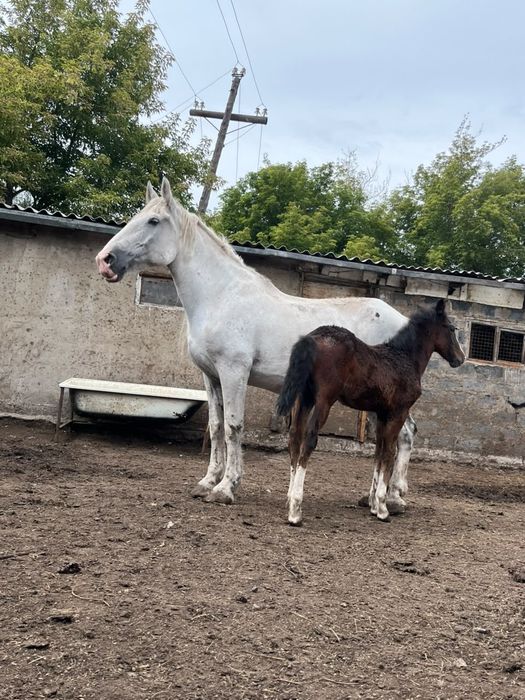 Продаю кобылу срочно