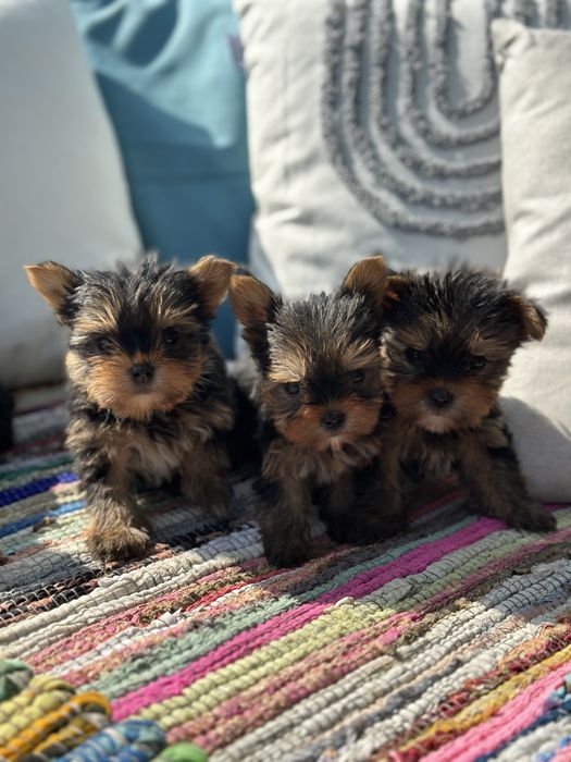 Йоркширски териер / Yorkshire Terrier