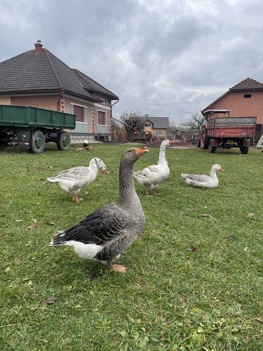 Vand oua de gâscă incubat sau consum