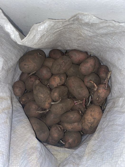Семенные картошки