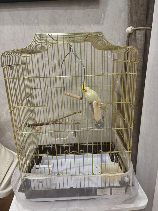 Попугай карелла. С клеткой.