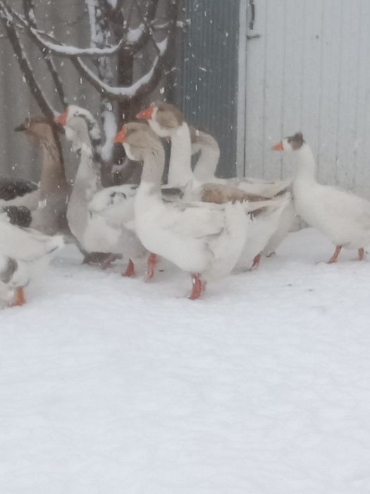 Продам гусей холмогоров