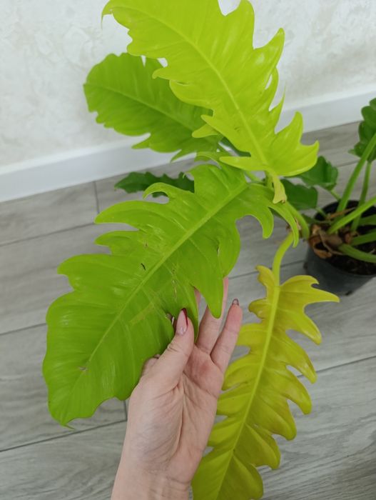Продаётся филодендрон