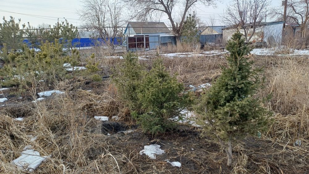 Продам сосны и др