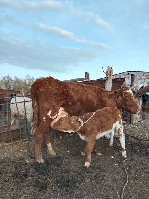 Корова с теленком подсос