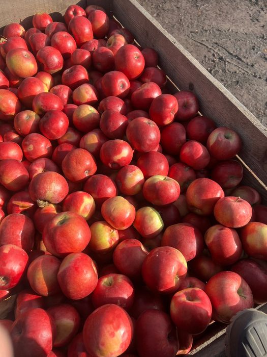 Vindem Mere Idared romanesti