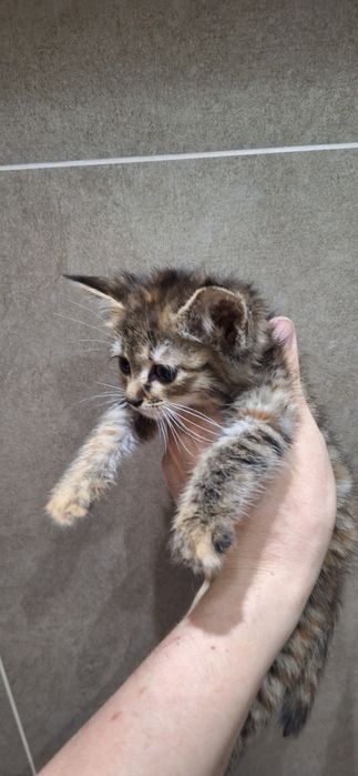 Котёнок в добрые и ответственные руки