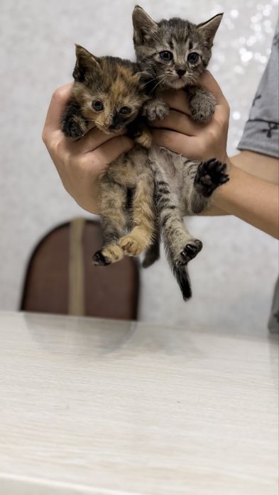 Котята (мушук) БЕСПЛАТНО