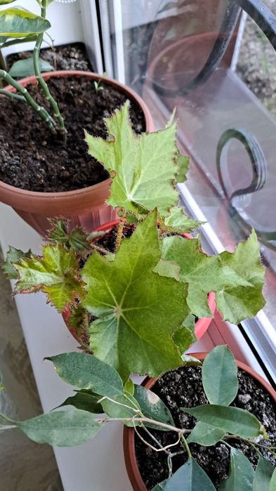 Цветы комнатные разных видов