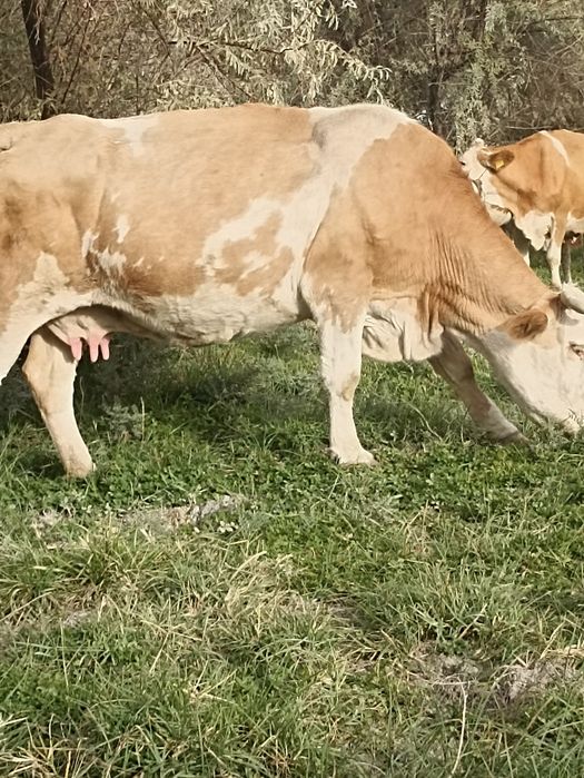 Сименталь сиырлары сатылады