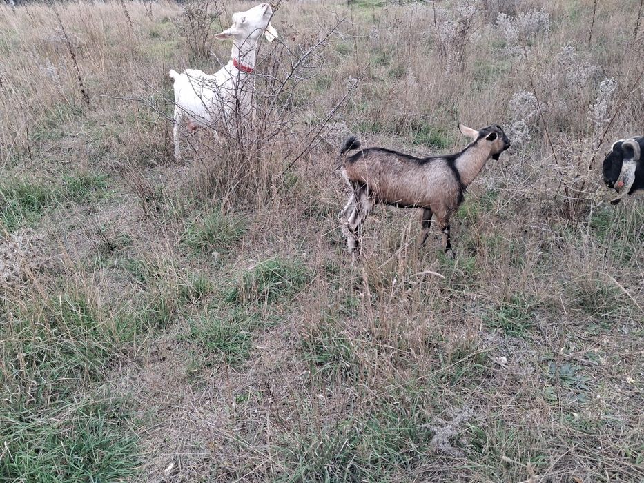 Vand 3 iede surori din capra alpina