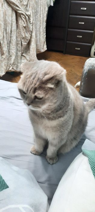 Кошка британская веслоухая