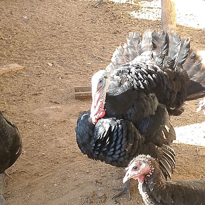 Индюк қораз 1 жыл енд болады