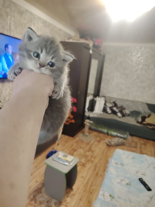 Шотландские котята
