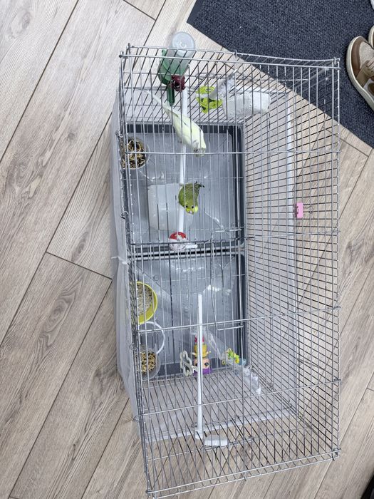 Продам попугаев и клетку