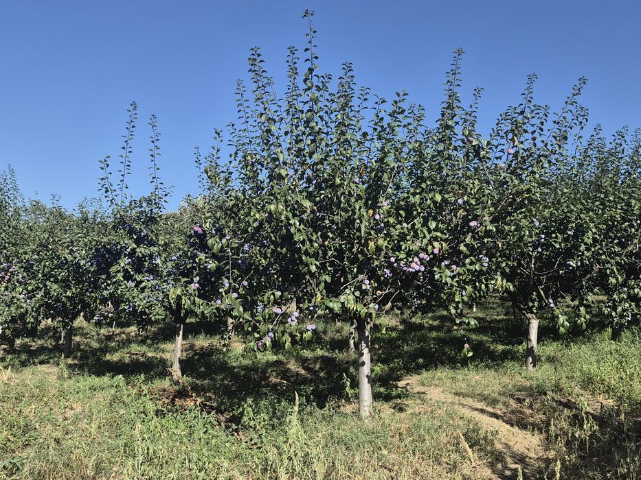 Vând prune de soi pentru compot,dulceață, țuică