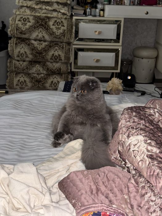 Britanian Scottish Fold